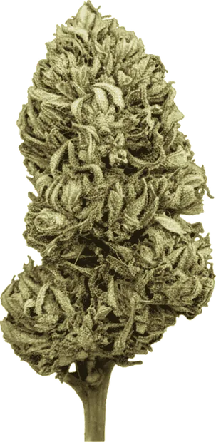 CBG Fruit