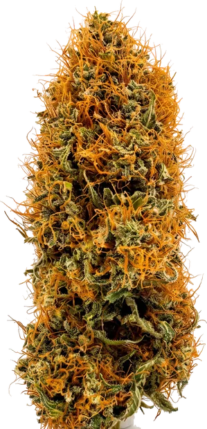 Garnet Kush