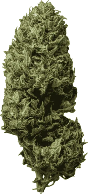Green Snow