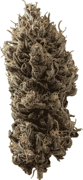 Legendary OG