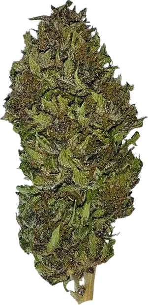 OG Legendary
