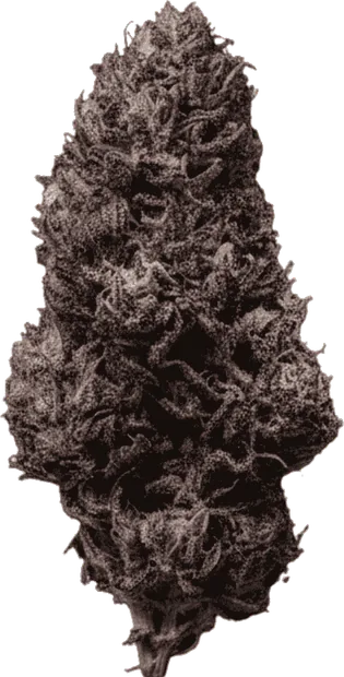 Skunk Jam B
