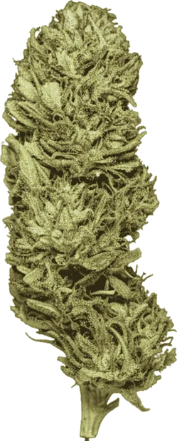 Skunk Jam G
