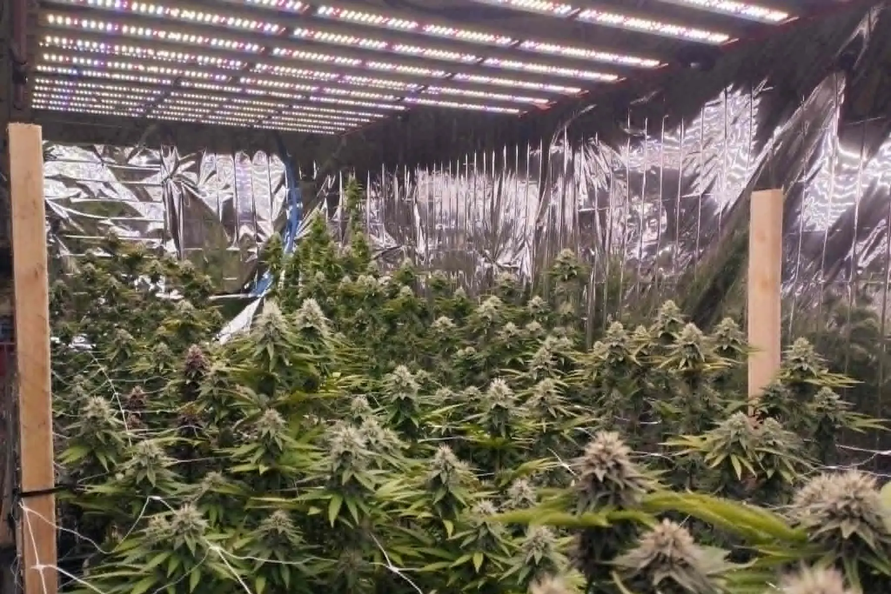 Salle de culture intérieure sous LED, rangée de plants en fleur